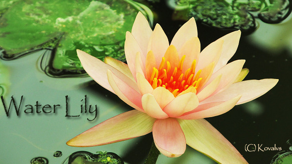 Water Lily Flower 2