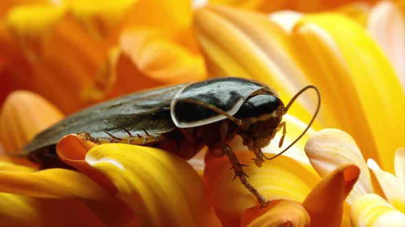 Close up shot of a simandoa cave roach on some yellow petals