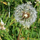 Dandelion - VideoHive Item for Sale
