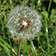 Dandelion 2 - VideoHive Item for Sale