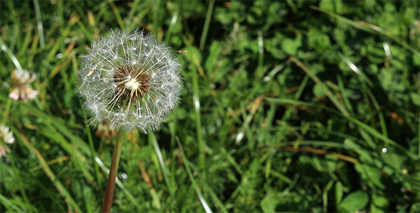 Dandelion 2