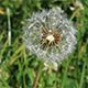 Dandelion on the Wind - VideoHive Item for Sale