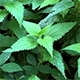 Stinging Nettle Swinging on the Wind - VideoHive Item for Sale