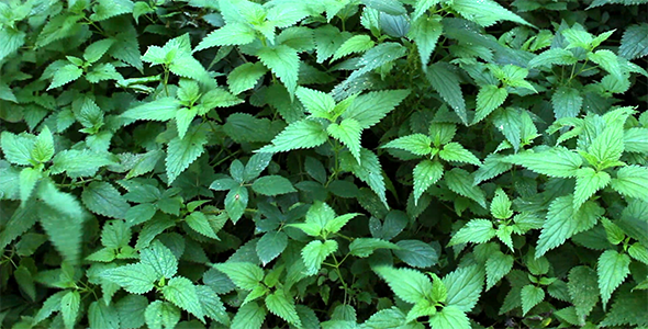 Stinging Nettle Swinging on the Wind