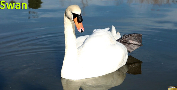 Swan alt