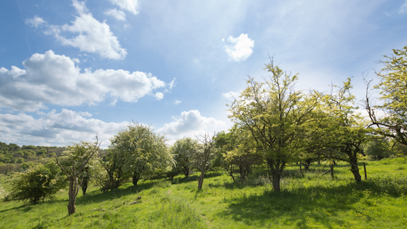 England Countryside Rural Summer Field 16 alt