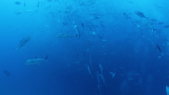 Fish Mexico Diving Baja California Sur 7