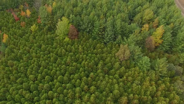 Aerial drone footage of a dense pine forest on rural area