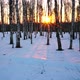 Sunset in the winter forest - VideoHive Item for Sale
