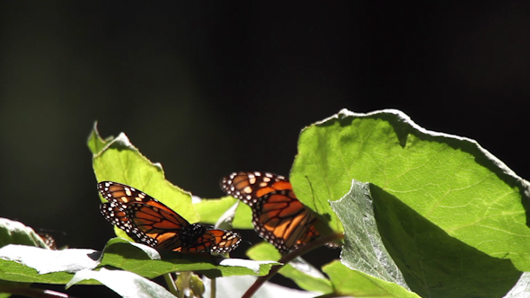 Monarch Butterfly Sanctuary Mexico 46