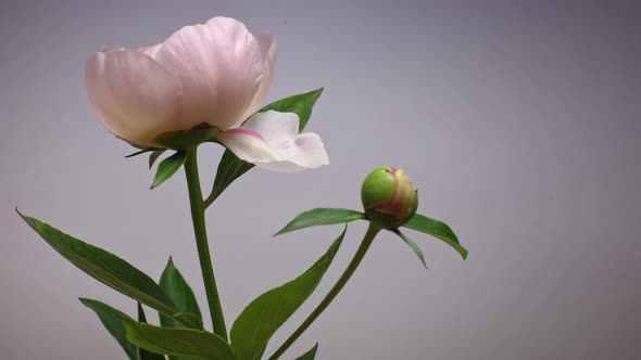 Timelapse Flowering Pink Peonies Isolated on a Gray Background