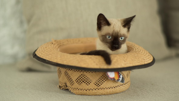 Siamese Cat Plays Inside A Hat 1