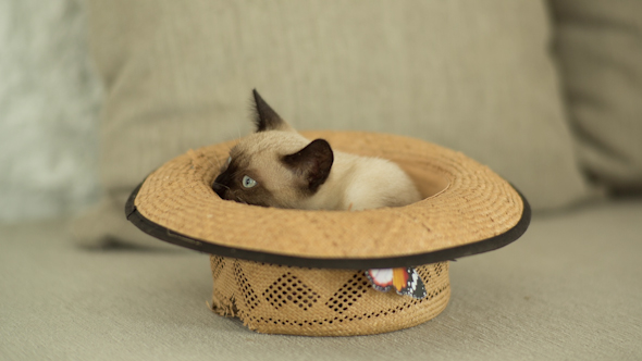 Siamese Cat Plays Inside A Hat 2