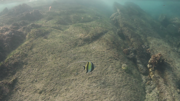 Snorkel Underwater Caribbean Beach Mexico 17