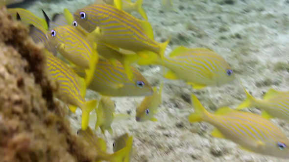 Underwater Snorkeling In Mexico 7