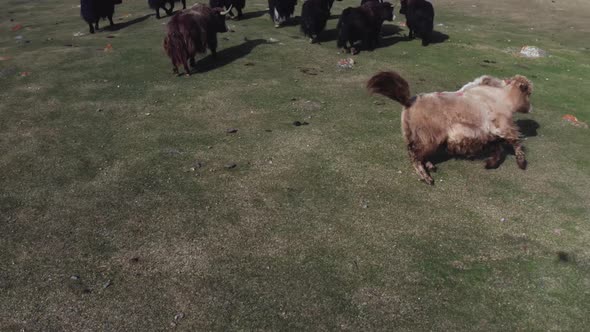 A Copter Pilot Flies Scares and Drives a Drone Herd of Grazing Cows in a Meadow of Cows with Tags