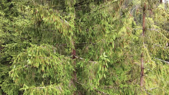 Ukraine, Carpathians: Forest Landscape. Aerial View