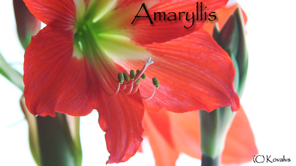 Amaryllis Flower 10