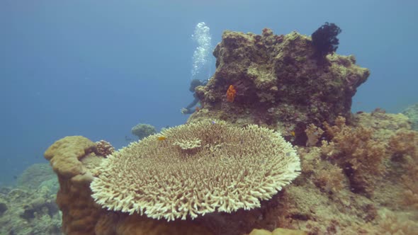 Amazing Coral Reef and Fish Swimming in Sea Water Underwater View. Scuba Diver Swimming Near Coral