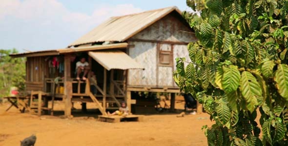 Lao Village Life Around Coffee Planted 5