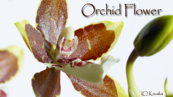 Opening Orchid Flower 3