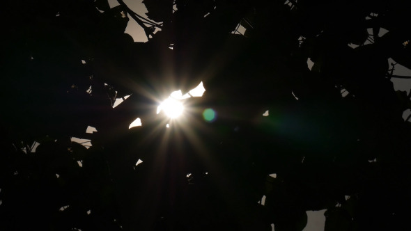 Sun Ray Through Silhouette Leaf