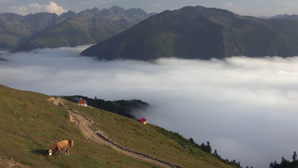 Cow in a Meadow Above Clouds