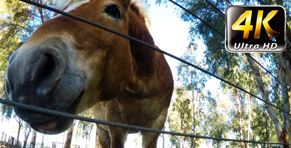 Funny Horse in the Barn 2 alt