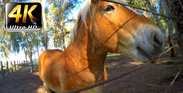 Funny Horse in the Barn