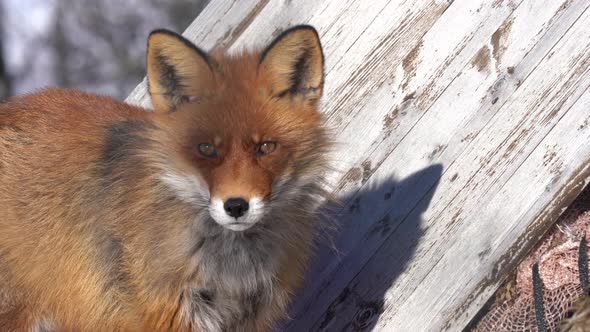 Sceptical red fox looking towards camera while standing close to wooden shelter inside Langedrag nat