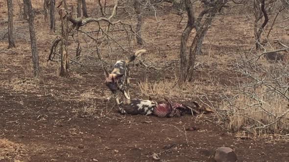 African Wild Dogs, Lycaon pictus interact at the site of a kill with aggressive and submissive displ