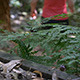 Running Through The Rainforest - VideoHive Item for Sale