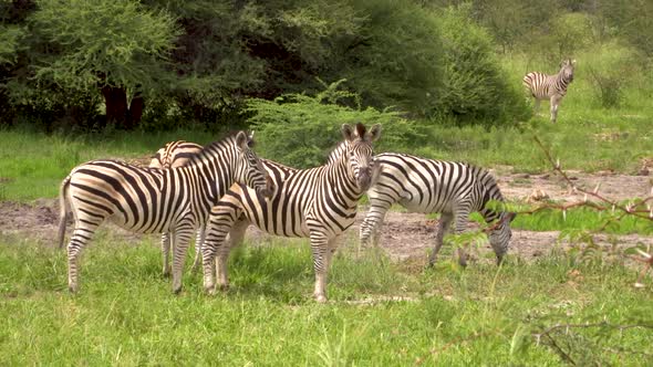 Several zebras grazing the Botswana savanna in Africa. Safari.Static hand held. Close.