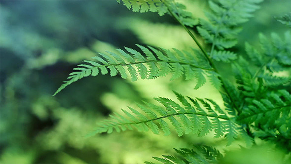 Ferns - Loopable Video & Sound
