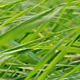 Blowing Green Grasses - VideoHive Item for Sale