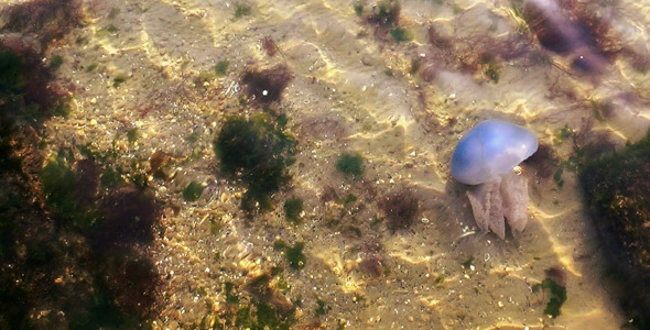 Jellyfish in Underwater