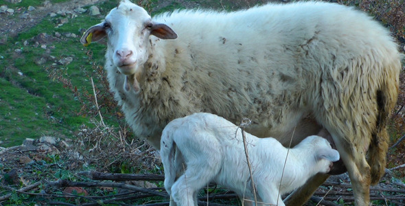 Mother and Baby Sheep