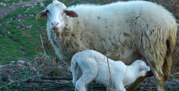 Mother and Baby Sheep alt