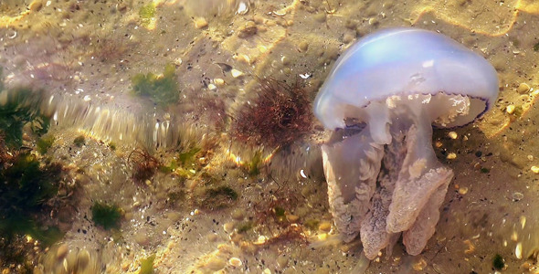 Jellyfish in Underwater 2