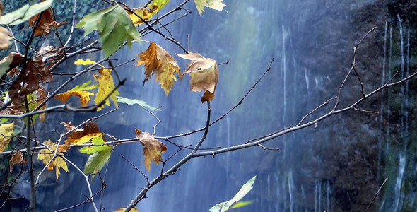 Leaves and Waterfall