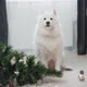 Dog Sitting Near Dropped Christmas Tree in Living Room - VideoHive Item for Sale
