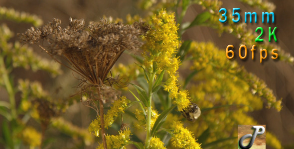 Bee Pollinating Goldenrod Flowers