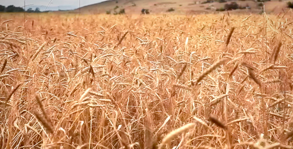 Wheat field