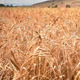 Wheat field - VideoHive Item for Sale