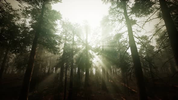 Redwood Forest Foggy Sunset Scenery