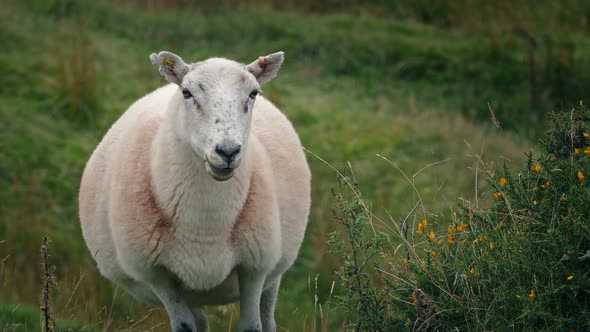 Sheep On Windy Hillside