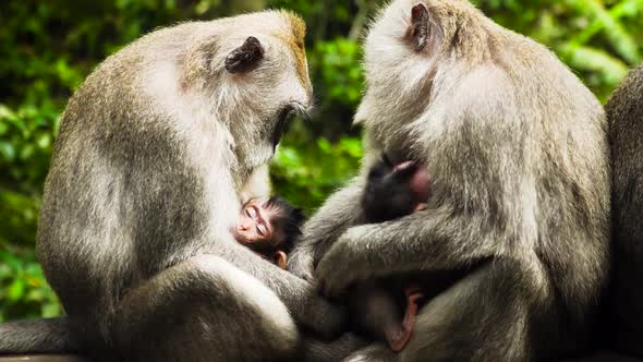 Monkeys in the Forest in Bali