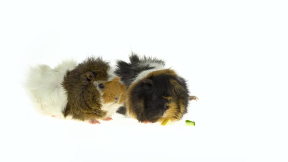 Abyssinian Guinea Pigs Pet with Black White and Orange Fur Coat Eating Isolated on a White