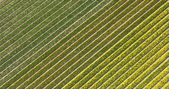 Aerial backwards view of tulip fields and farmland, Flevoland, Netherlands