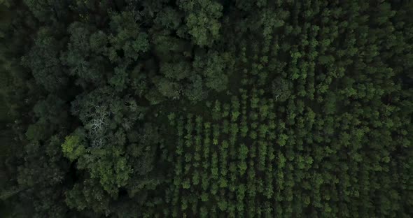Drone flying over a planted pine forest in Florida.